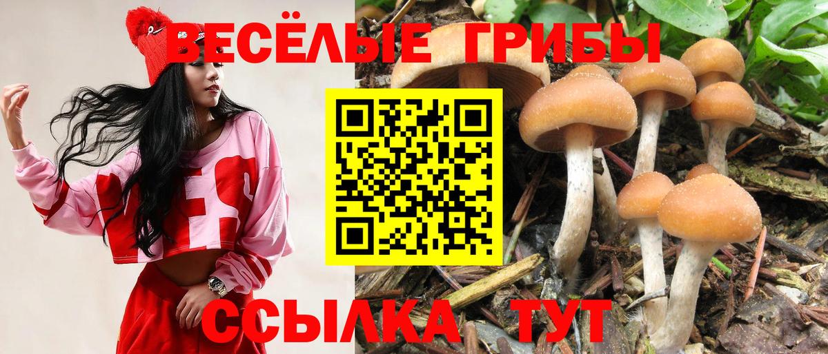 Галлюциногенные грибы Psilocybe Алейск